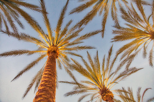 mobile home park palm trees
